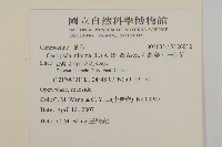 石胡荽、吐金草藏品圖，第2張