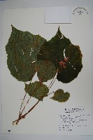 溪頭秋海棠藏品圖，第1張