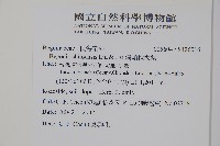 溪頭秋海棠藏品圖，第2張