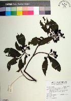 台北玉葉金花藏品圖，第1張