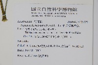 尼氏擬馬偕花藏品圖，第2張