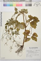 辣子草、揚子毛茛藏品圖，第1張