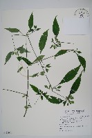 九頭獅子草藏品圖，第1張