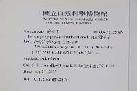 九頭獅子草藏品圖，第2張