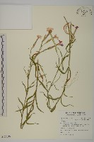 長萼瞿麥藏品圖，第1張