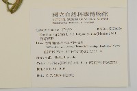 長萼瞿麥藏品圖，第2張