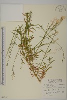 蠅子草藏品圖，第1張