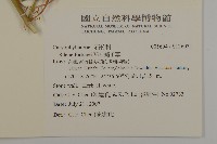 蠅子草藏品圖，第2張