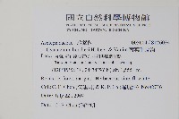 薄葉牛皮消藏品圖，第2張