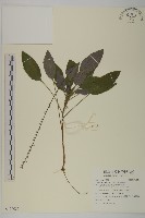 香鬼督郵藏品圖，第1張