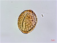 雙花金絲桃藏品圖，第1張