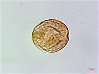 雙花金絲桃藏品圖，第3張