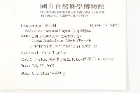 玉山佛甲草藏品圖，第2張