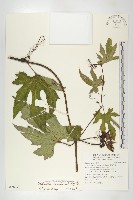 槭葉括摟藏品圖，第1張