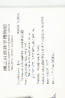 槭葉括摟藏品圖，第2張