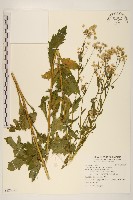 白頂飛蓬藏品圖，第1張