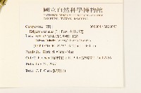 白頂飛蓬藏品圖，第2張