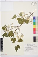 串鼻龍藏品圖，第1張