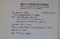 呂宋莢迷藏品圖，第2張