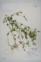 爵床藏品圖，第1張