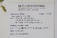 爵床藏品圖，第2張