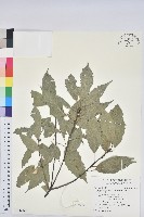 青剛櫟、鐵椆藏品圖，第1張