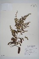 盾果草藏品圖，第1張