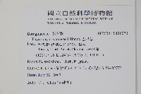 盾果草藏品圖，第2張