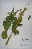 青莧藏品圖，第3張