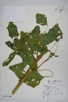 青莧藏品圖，第5張