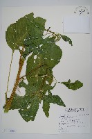 青莧藏品圖，第7張