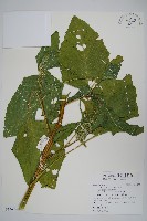 青莧藏品圖，第9張