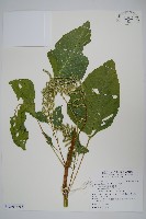 青莧藏品圖，第11張