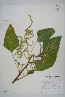 青莧藏品圖，第13張