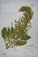 青莧藏品圖，第15張