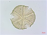 搭肉刺藏品圖，第1張