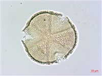 搭肉刺藏品圖，第2張