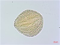 搭肉刺藏品圖，第3張