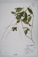 土牛膝藏品圖，第1張