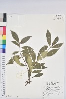 臺灣土沉香藏品圖，第1張