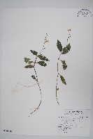 針刺草藏品圖，第1張