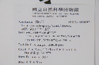 長花九頭獅子草、山藍藏品圖，第2張