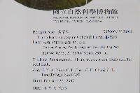 假酸漿藏品圖，第2張