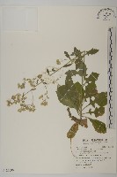 裂葉艾納香藏品圖，第1張