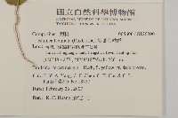 裂葉艾納香藏品圖，第2張