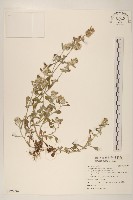 絲綿草藏品圖，第1張