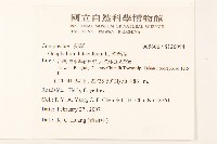 絲綿草藏品圖，第2張