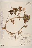 黃花三七草藏品圖，第1張