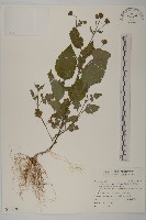 小白花鬼針藏品圖，第1張