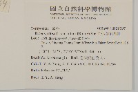 小白花鬼針藏品圖，第2張